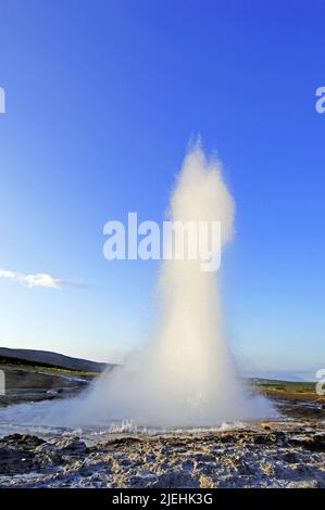 Der Geysir Strokkur feuert Dampf und kochendes Wasser bis auf eine Höhe von etwa 20m auf Storr Geysir, Haukadalur, Süd-Zentral-Island Stockfoto
