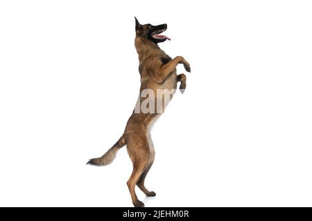 Seitenansicht des niedlichen Polizeihundes, der auf den Hinterbeinen steht und keuchend, während er vor weißem Hintergrund im Studio aufschaut und neugierig ist Stockfoto