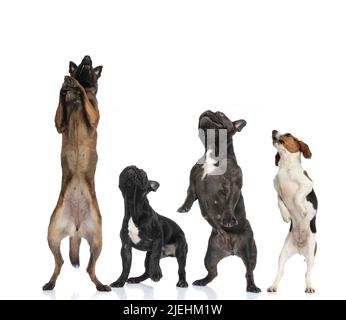 4 reinrassige Hunde schauen in die Luft und stehen hinter den Beinen vor weißem Hintergrund im Studio Stockfoto
