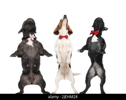 Drei kleine elegante Gentleman-Hunde mit Boutties um den Hals stehen auf den Beinen, während sie auf weißem Hintergrund im Studio schauen Stockfoto