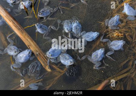 Moorfrosch, Moorfrösche, (Rana arvalis), Paarungszeit, Stockfoto