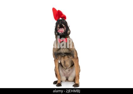 Aufgeregter belgischer Schäferhund mit roter Fliege, der aufschaut und keuchend, während er Kaninchenohren trägt und isoliert auf weißem Hintergrund im Studio sitzt Stockfoto