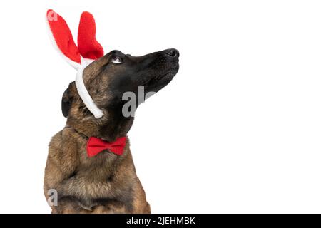 Netter belgischer Schäferhund mit Fliege und Hasenohren Stirnband, der nach oben schaut und isoliert auf weißem Hintergrund im Studio sitzt Stockfoto