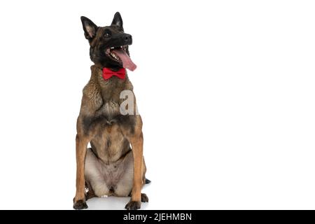Fröhlicher eleganter belgischer Schäferhund mit roter Fliege, keuchend und aufblickend, während er auf den Hinterbeinen auf weißem Hintergrund im Studio sitzt Stockfoto