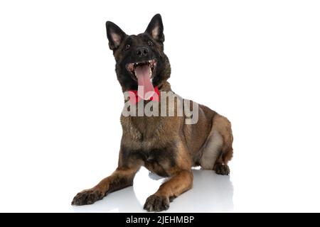 Aufgeregt belgischen Schäferhund mit Fliege nach oben schauen und keuchend mit Zunge draußen, während sich auf weißem Hintergrund im Studio Stockfoto