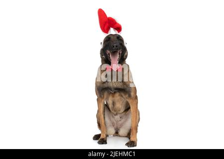 Eleganter belgischer Schäferhund mit Fliege und Hasenband, keuchend und aufragende Zunge auf weißem Hintergrund im Studio Stockfoto