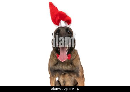 Entzückender belgischer malinois Hund mit Zunge aus Hasenohren Stirnband und aufragender Zunge auf weißem Hintergrund, während er isoliert auf Weiß sitzt Stockfoto