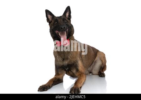 Aufgeregter eleganter Polizeihund mit Fliege, der nach oben schaut und keuchend, während er sich auf weißem Hintergrund im Studio niederlegt Stockfoto