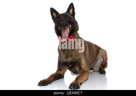 Enthusiastischer belgischer Schäferhund mit roter Fliege, keuchend und hervorstreckender Zunge, während er im Studio nach oben schaut und sich auf weißem Hintergrund niederlegt Stockfoto