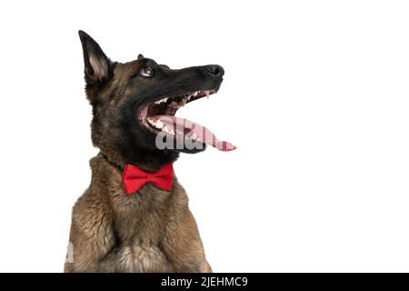 Porträt eines begeisterten Polizeihundes mit roter Fliege um den Hals, der nach oben schaut und auf weißem Hintergrund im Studio keucht Stockfoto