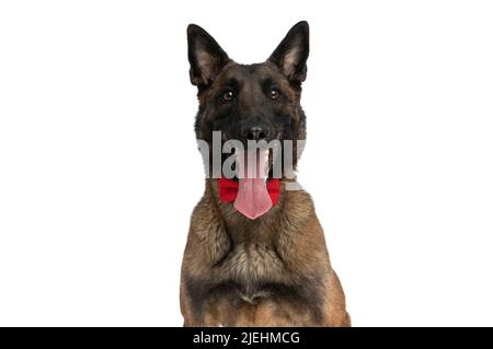 Gentleman belgischen Schäferhund mit Fliege aus Zunge und keuchend auf weißem Hintergrund im Studio Stockfoto