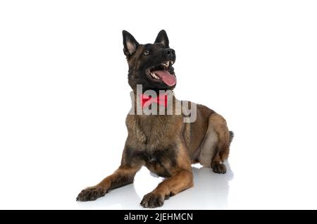 Begeisterter belgischer malinois-Hund, der aufschaut und die Zunge herausstreckt, während er sich hinlegt und rote Fliege auf weißem Hintergrund im Studio trägt Stockfoto