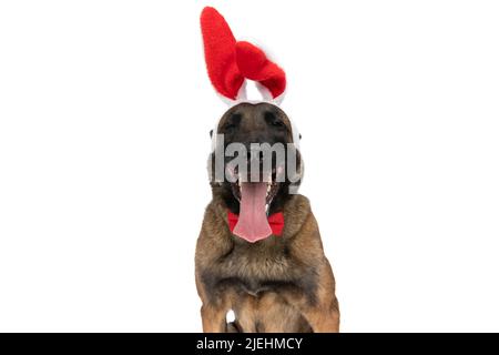 Glücklicher belgischer Schäferhund mit Hasenohren Haarreif, der aus der Zunge ragt und keuchend, während er isoliert auf weißem Hintergrund im Studio sitzt Stockfoto