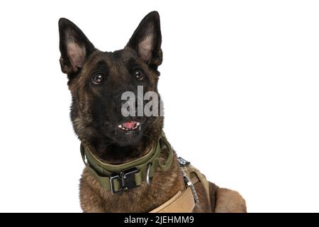 Ausdrucksstarker belgischer Schäferhund mit Harness um den Körper, der aufschaut und auf weißem Hintergrund im Studio posiert Stockfoto