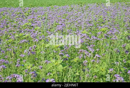 Landwirtschaftliches Feld mit unzähligen blühenden blauvioletten Blüten (Lacy Phacelia tanacetifolia) - Deutschland Stockfoto