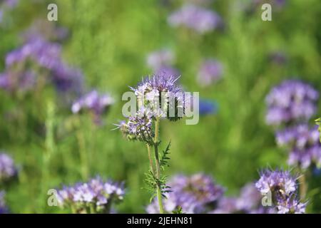 Nahaufnahme von vereinzelten, blau-violetten Tansy (lacy phacelia tanacetifolia) Blüten auf grüner Wiese - Deutschland Stockfoto