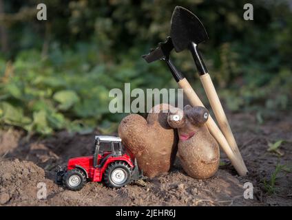 Roter Spielzeugtraktor, Mini-Schaufeln für die Ernte, zwei lustige deformierte Kartoffeln. Agronomie. Kreativ und umweltfreundlich. Landwirtschaft. Welt-Agricultu Stockfoto