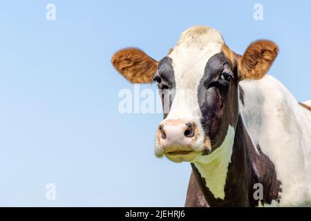 Kuh sieht freundlich aus, ein reifes und ruhiges Rind, rosa Nase, mittlerer Schuss vor blauem Himmel. Stockfoto