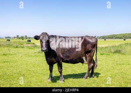 Schwarze Kuh auf einem Feld, glänzendes Fell und schöner, blauer Himmel, Horizont über Land Stockfoto