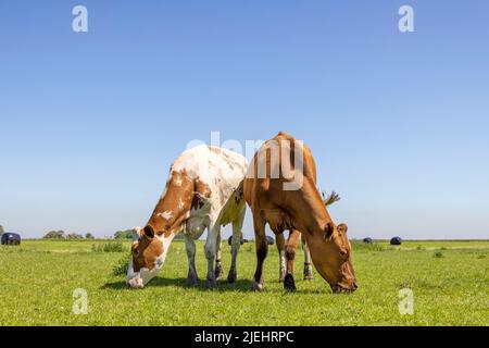 Zwei Kühe grasen rot gefleckt auf weiß, Kopf nach unten, Seite an Seite im Gras auf einem grünen Weidefeld unter einem blauen Himmel Stockfoto