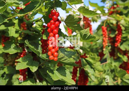 Nahaufnahme von grünem Beerenstrauch mit reifen roten Johannisbeeren (ribes rubrum) in deutscher Obstplantage - Deutschland Stockfoto