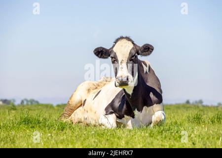 Kuh auf dem Feld liegend, weiß mit schwarzem, blauem Himmel und Kopie, glücklich entspannend auf der Wiese, Vorderansicht Stockfoto