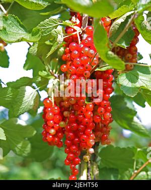 Nahaufnahme von isolierten, fast reifen roten Trauben, roten Johannisbeeren (ribes rubrum), die im Strauch hängen Stockfoto