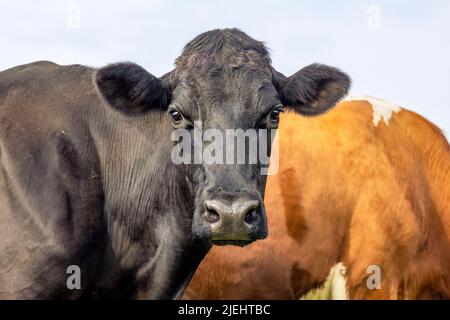 Schwarze Kuh, glänzend und hübsch, nosey aussehend, Kopfschuss, große ängstliche Augen Stockfoto