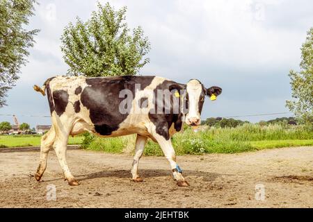 Schwarz-weiße Kuh, auf dem Kuhweg gemolken zu werden, Euter, blaues Armband, vorbei an der Weide unter einem blauen Himmel Stockfoto