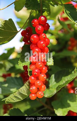 Nahaufnahme eines isolierten roten, reifen Strauches roter Johannisbeeren (ribes rubrum), die in der Buschstrauch-Pflanze hängen - Deutschland Stockfoto