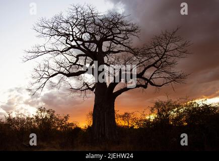 Der Baobab, ein Riese des afrikanischen Busches, steht stolz gegen das Abendlicht im Ruaha National Park, im Herzen Tansanias Stockfoto