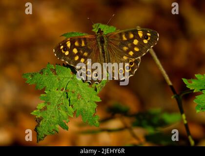 Parage aegeria 'gesprenkeltes Holz' (Schmetterling), Waldbrettspiel (Parage aegeria), Version B Stockfoto