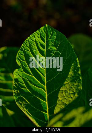 Strukturen eines einzelnen Blattes American Pokeweed (Phctolacca Americana), Farbversion Stockfoto