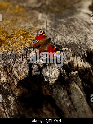 Europäischer Pfauenschmetterling (Aglais io) in sehr hellen Farben, der an einem alten Stumpf sitzt Stockfoto