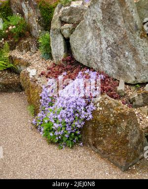 Ein großer Klumpen von Phlox divaricata, der im Sommer in einem alpinen Steinbruch in East Yorkshire, England, Großbritannien, Großbritannien, wächst. Stockfoto