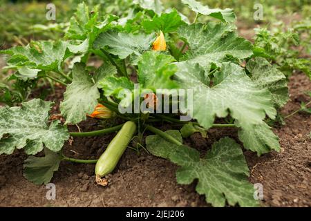 Zucchini-Blüten sind orange. Gartenarbeit, Gemüsegarten, Landwirtschaft, ländlich Stockfoto