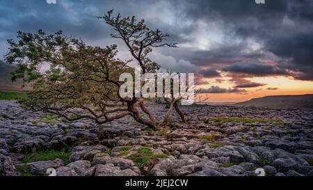 Farbenprächtiger Sonnenuntergang über der Kalksteinpflasterlandschaft im Yorkshire Dales National Park Stockfoto