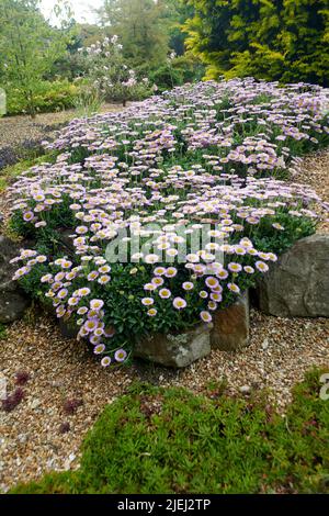 Strand Aster (Erigeron Glucous) in einem alpinen Steingarten in East Yorkshire, England, Großbritannien, GB. Stockfoto