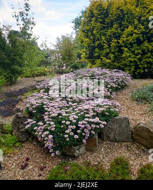 Strand Aster (Erigeron Glucous) in einem alpinen Steingarten in East Yorkshire, England, Großbritannien, GB. Stockfoto