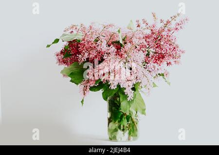 Strauß Flieder in einer Vase auf Weiß. Frühling Stockfoto