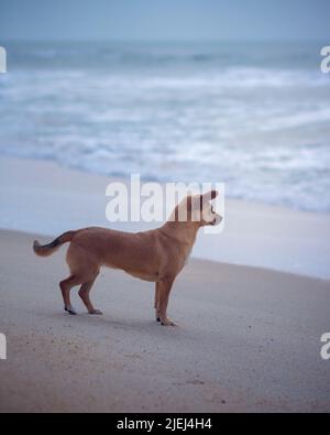 Ein kleiner Mischlingshund, der allein vor dem Meer am Strand steht und im Abendlicht auf einen nebligen Tag blickt. Gealterter Fotoeffekt Stockfoto