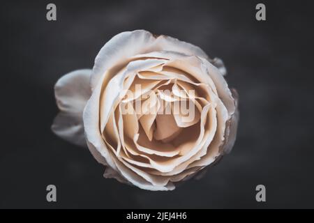 Die Blütenblätter einer Rose entfalten sich in weißen und beigen cremigen Tönen und unscharfem dunklen Hintergrund. Nahaufnahme von oben Stockfoto