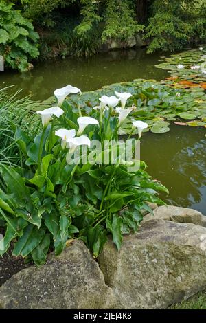 Ein großer Klumpen weißer Arumlilien (Zantedeschia aethiopica), der im Sommer in East Yorkshire, England, Großbritannien, an einem Teich wächst. Stockfoto