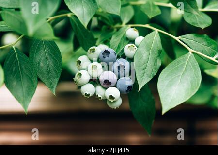 Frische Bio-Heidelbeeren im Garten Stockfoto