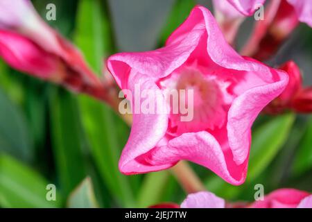 Oleanderblume, Nerium Oleander, Naturpark Turia-Fluss, Provinz Valencia, Comunidad valenciana, Spanien Stockfoto