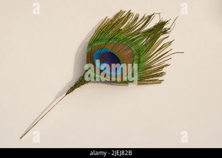 Nahaufnahme von Pfauenfedern auf weißem Hintergrund. Pavo, Phasianidae. Stockfoto