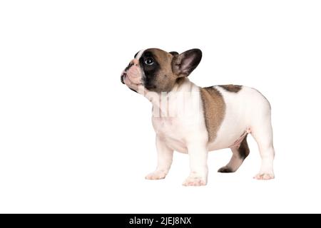 Der französische Bulldogge-Welpe steht und schaut nach oben Stockfoto
