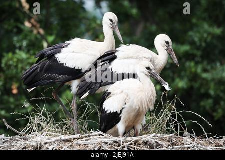 Hamburg, Deutschland. 27.. Juni 2022. Drei junge Störche stehen in ihrem Nest und warten auf Nahrung. Auf einem Milchviehbetrieb in den Marschlanden in Hamburg präsentierte der NABU in diesem Jahr seine Zuchtbilanz der Hamburger Störche. 30 Storchenpaare haben erfolgreich 61 Jungvögel aufgezogen. Quelle: Christian Charisius/dpa/Alamy Live News Stockfoto