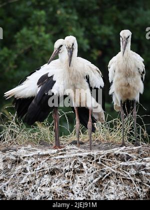 Hamburg, Deutschland. 27.. Juni 2022. Drei junge Störche stehen in ihrem Nest und warten auf Nahrung. Auf einem Milchviehbetrieb in den Marschlanden in Hamburg präsentierte der NABU in diesem Jahr seine Zuchtbilanz der Hamburger Störche. 30 Storchenpaare haben erfolgreich 61 Jungvögel aufgezogen. Quelle: Christian Charisius/dpa/Alamy Live News Stockfoto