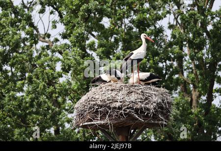 Hamburg, Deutschland. 27.. Juni 2022. Ein Storch versorgt seine drei jungen Störche in ihrem Nest mit Nahrung. Auf einem Milchviehbetrieb in den Marschlanden in Hamburg präsentierte der NABU in diesem Jahr seine Zuchtbilanz der Hamburger Störche. 30 Storchenpaare haben erfolgreich 61 Jungvögel aufgezogen. Quelle: Christian Charisius/dpa/Alamy Live News Stockfoto